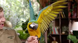 Meet the Macaw