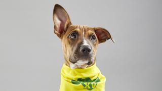 Kitty Tailgate: Meet the Puppies of the Puppy Bowl