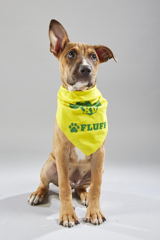 Puppy Bowl XV: Extras