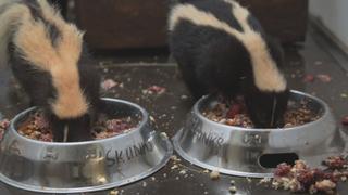 The First Skunk