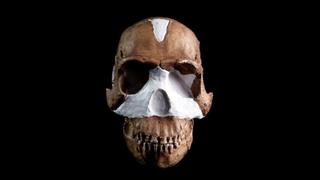 Homo Naledi