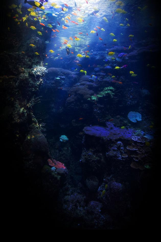 The Aquarium