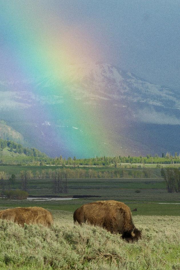 Epic Yellowstone