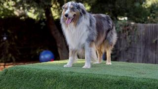 Dog Town, USA