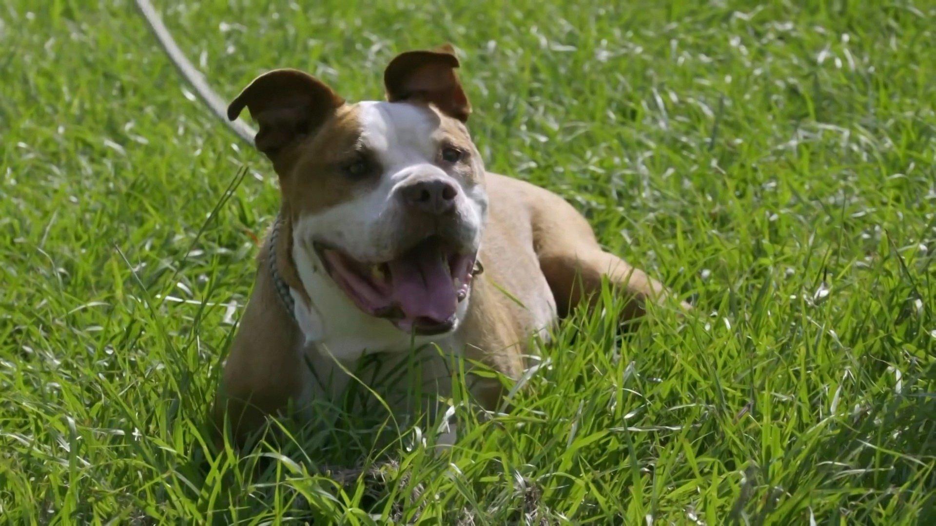 Pit Bulls and Parolees The Dogs That Stole Our Hearts