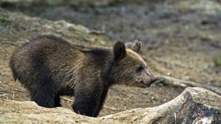 Realm of the Bear