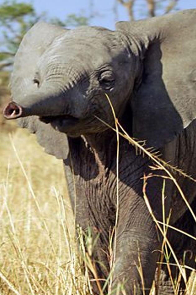 Serengeti