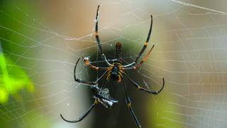 Borneo