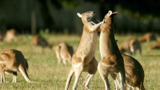 Australia