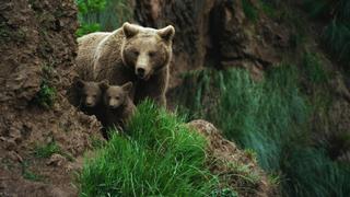 Bears