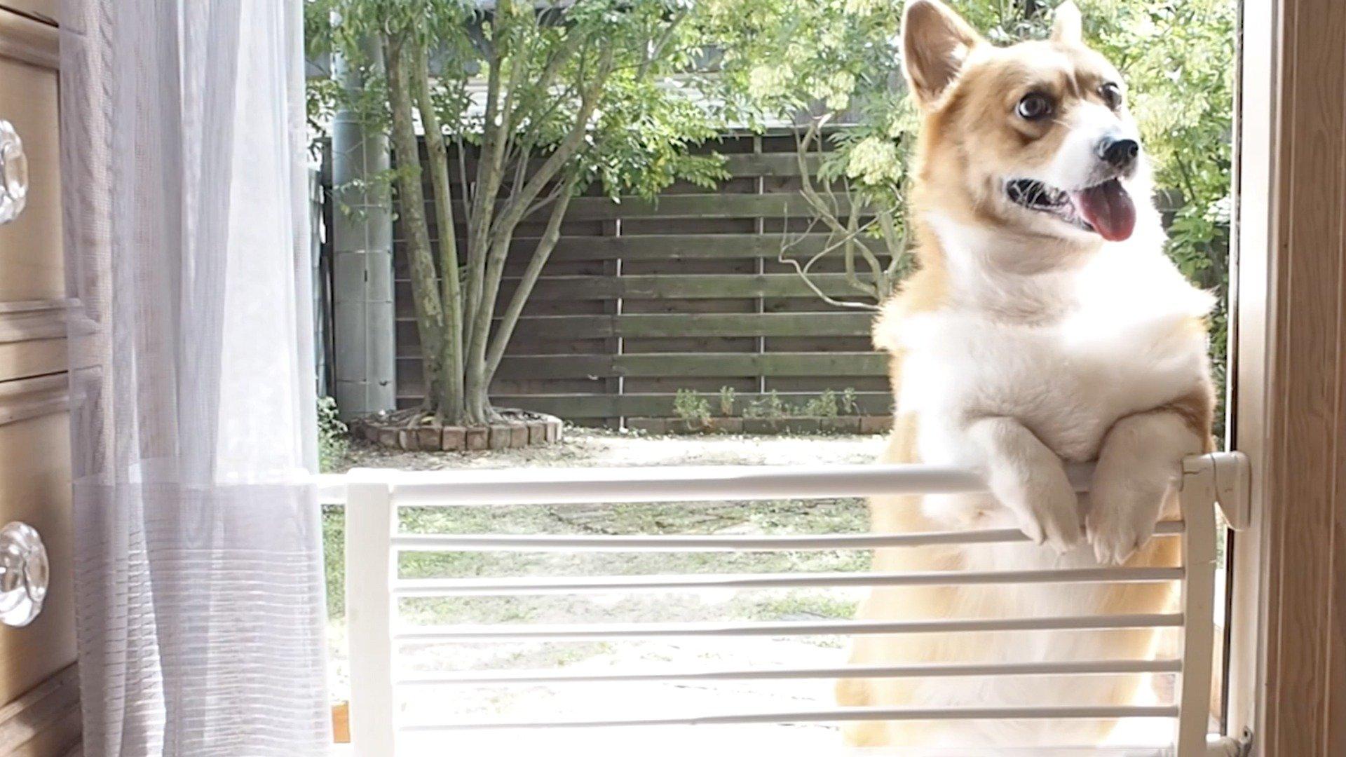 Animals Unscripted Doggone It