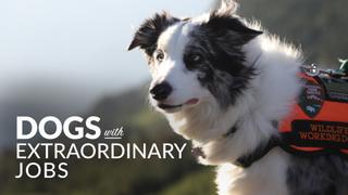 Dogs With Extraordinary Jobs
