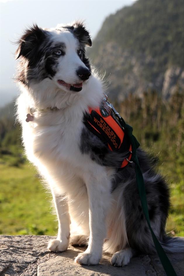 Dogs With Extraordinary Jobs