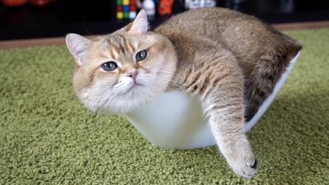 Cat Call