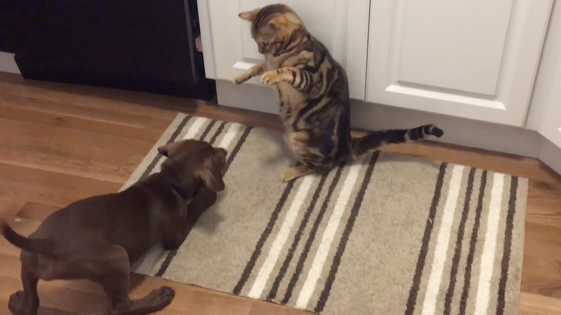 Animals Unscripted Cats vs. Dogs