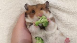 Heavy Petting