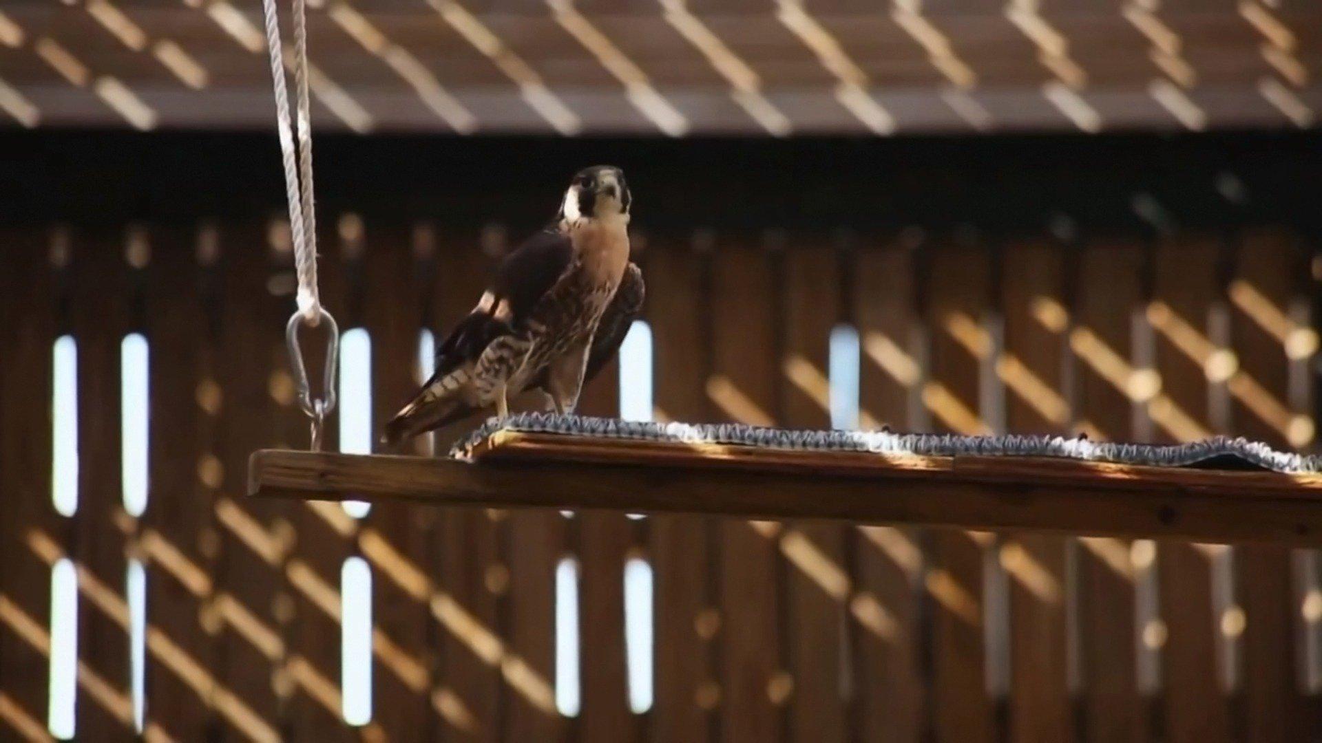 Lone Star Law: Back in the Wild