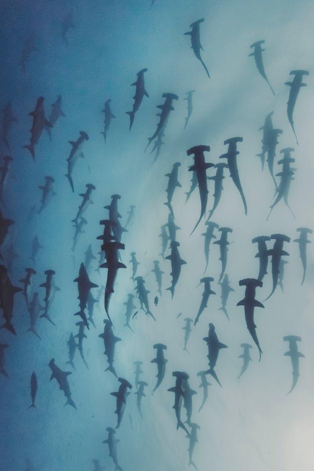 Nature's Strangest Mysteries: Solved