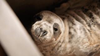 Sam and Mel's Fight for Seals