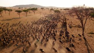 Invasion