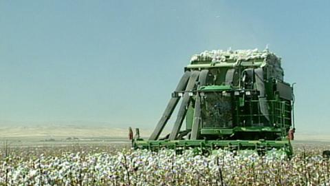 Cotton