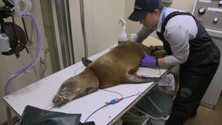 Hope For Californian Wildlife