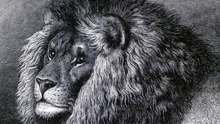 The Legendary Cape Lion