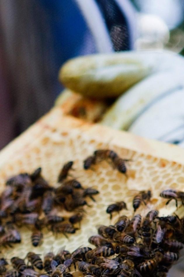 The Great Bee Adventure