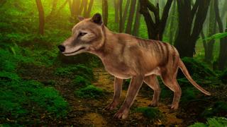 Resurrecting Tasmanian Tigers