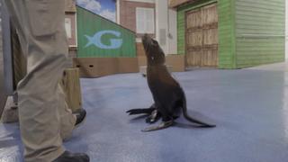 Toddler Sea Lion Scarlett