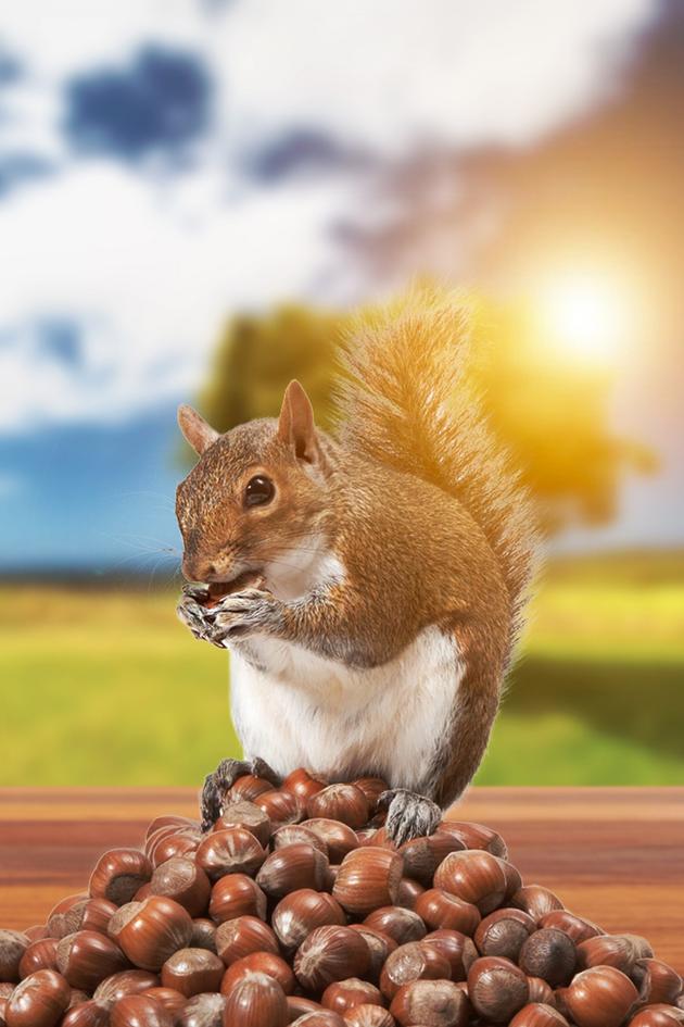 Going Nuts: Tales From the Squirrel World