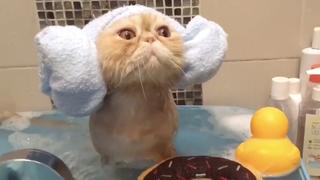Catnip