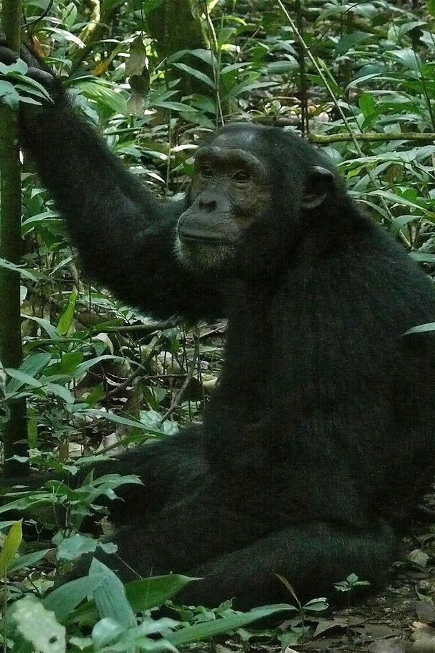 Going Ape