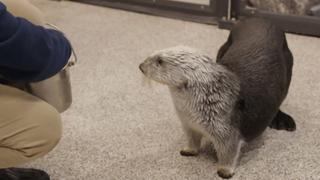 Baby Otter Rescue