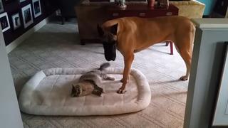 Cats, Dogs and Birds