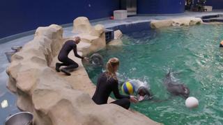 Dolphin Doctor