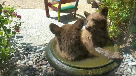 Bear Minimum