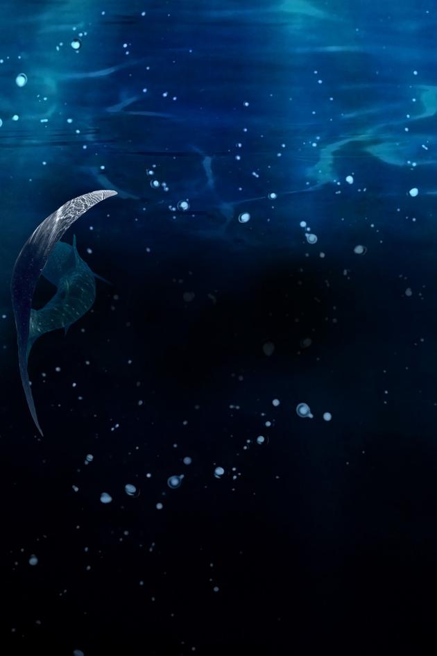 Shark Terror: The Real Jaws