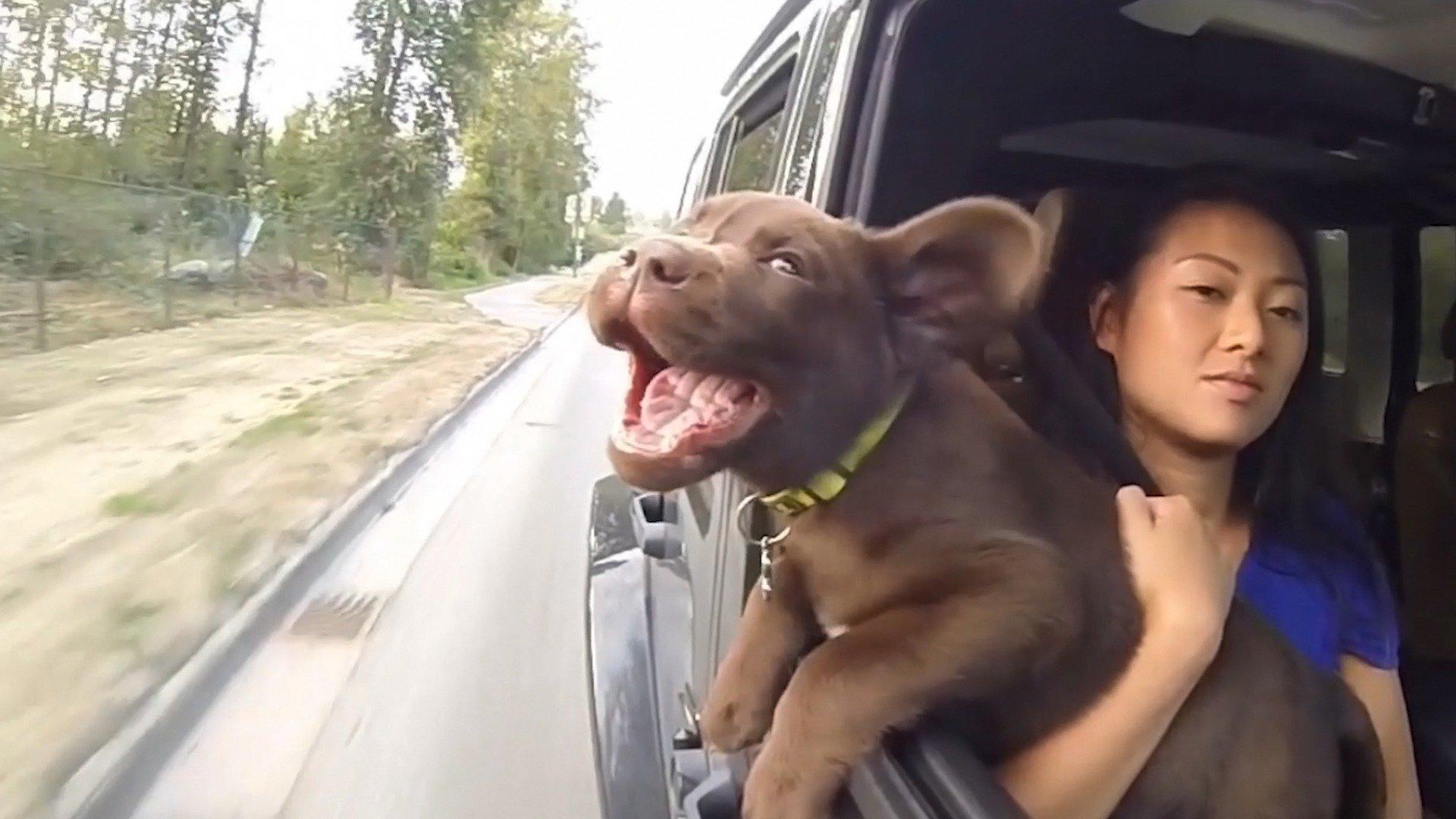 Animals Unscripted Dawgz