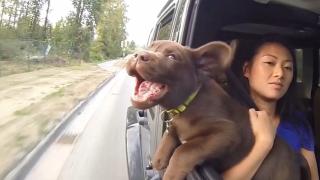Dawgz