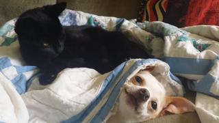 Caturday