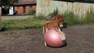 Funny Farm