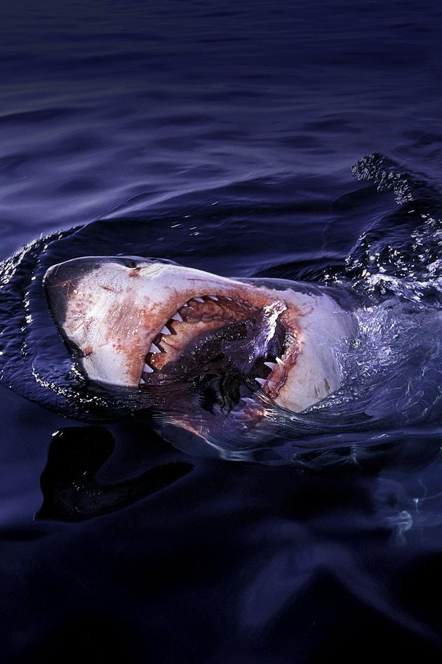 Laws of Jaws: Dangerous Waters