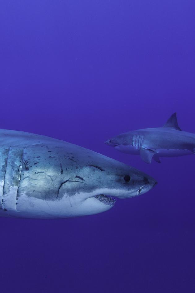 Isle of Jaws: Blood Brothers