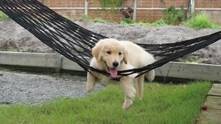 Lazy Bone