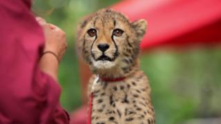 Yeti and the Cubs Yeti and the Cubs