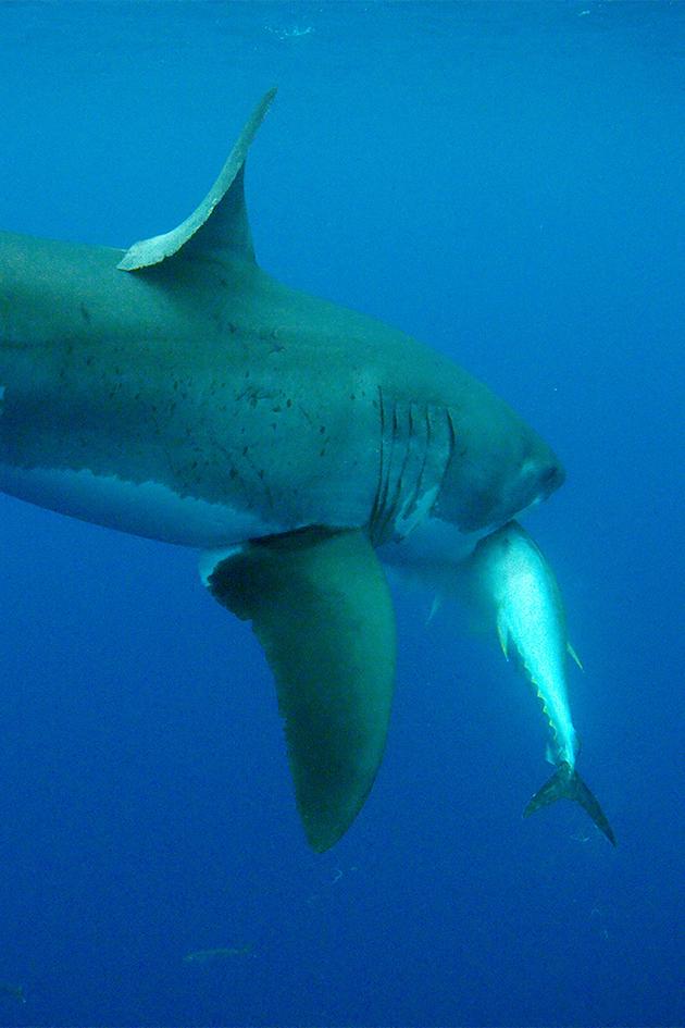 Legend of Deep Blue