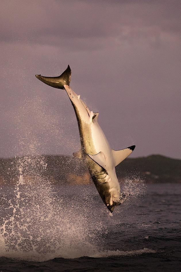 Air Jaws Strikes Back