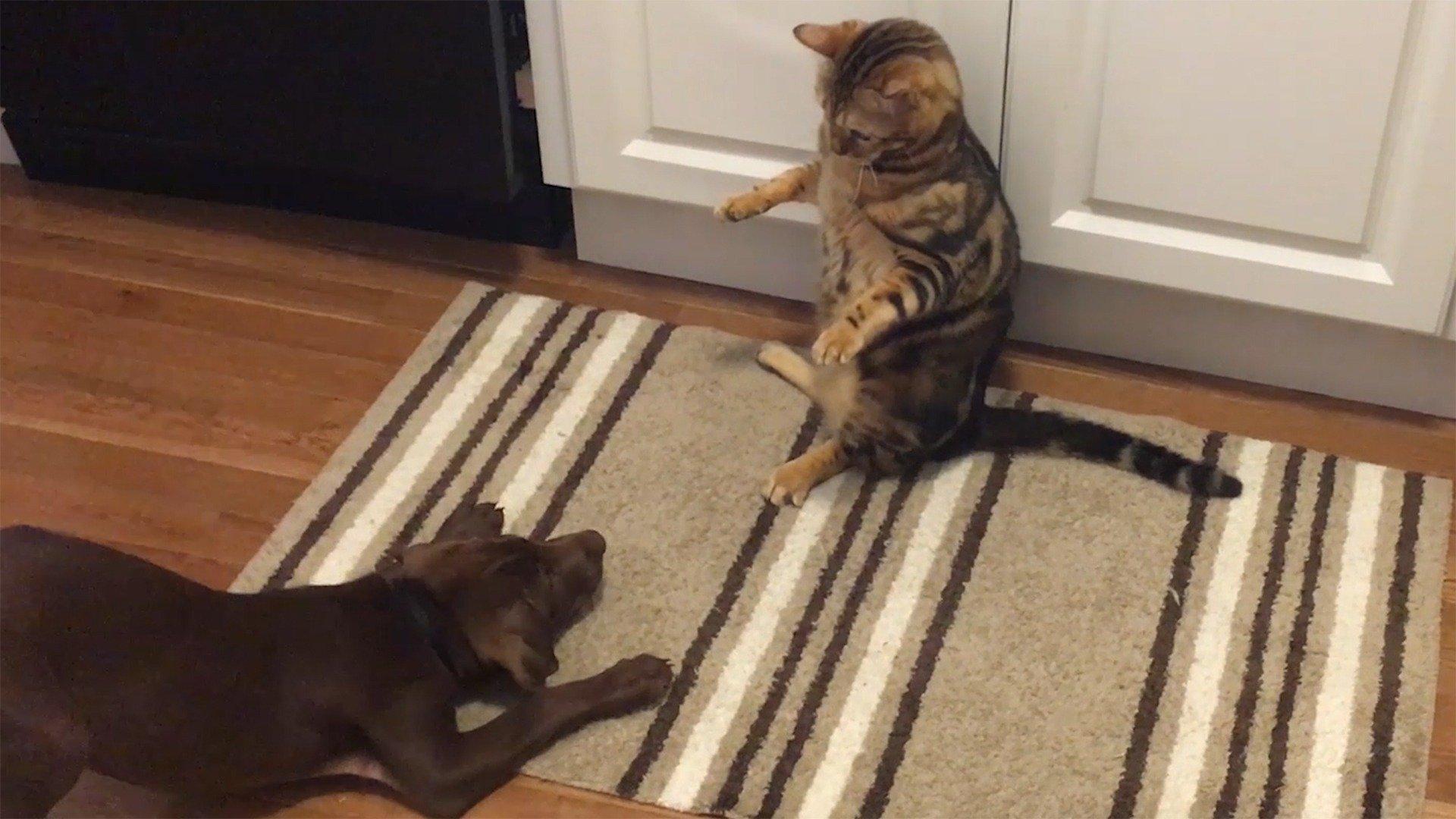 Animals Unscripted Curious Cats