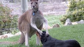 Kangaroo Court